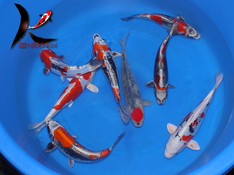 AOK-23733.jpg